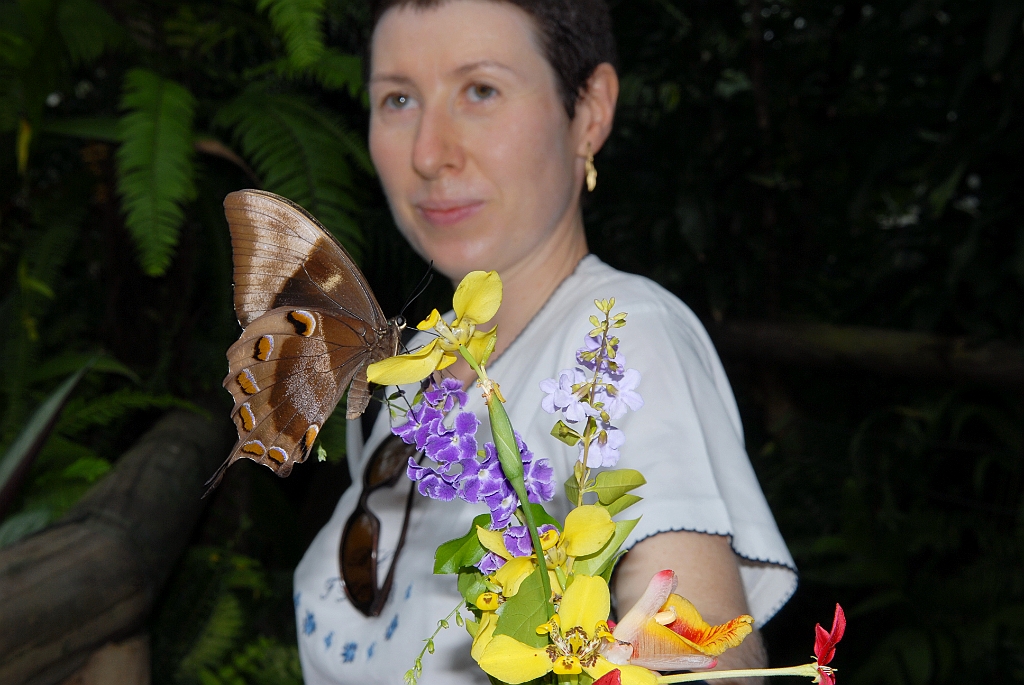 0667 Butterfly Sanctuary Kuranda.jpg